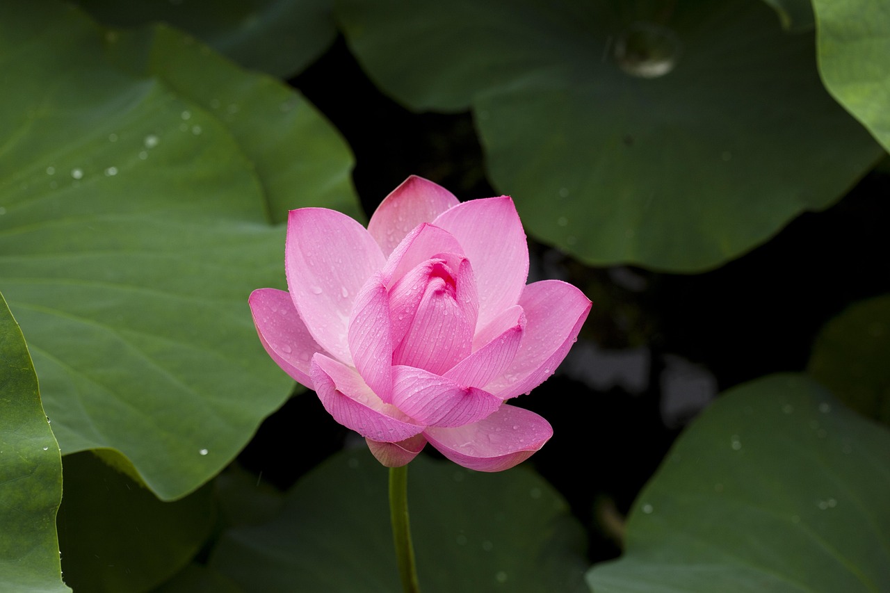 Online Lotus365 App Download: Step-by-Step Guide for India (2027)